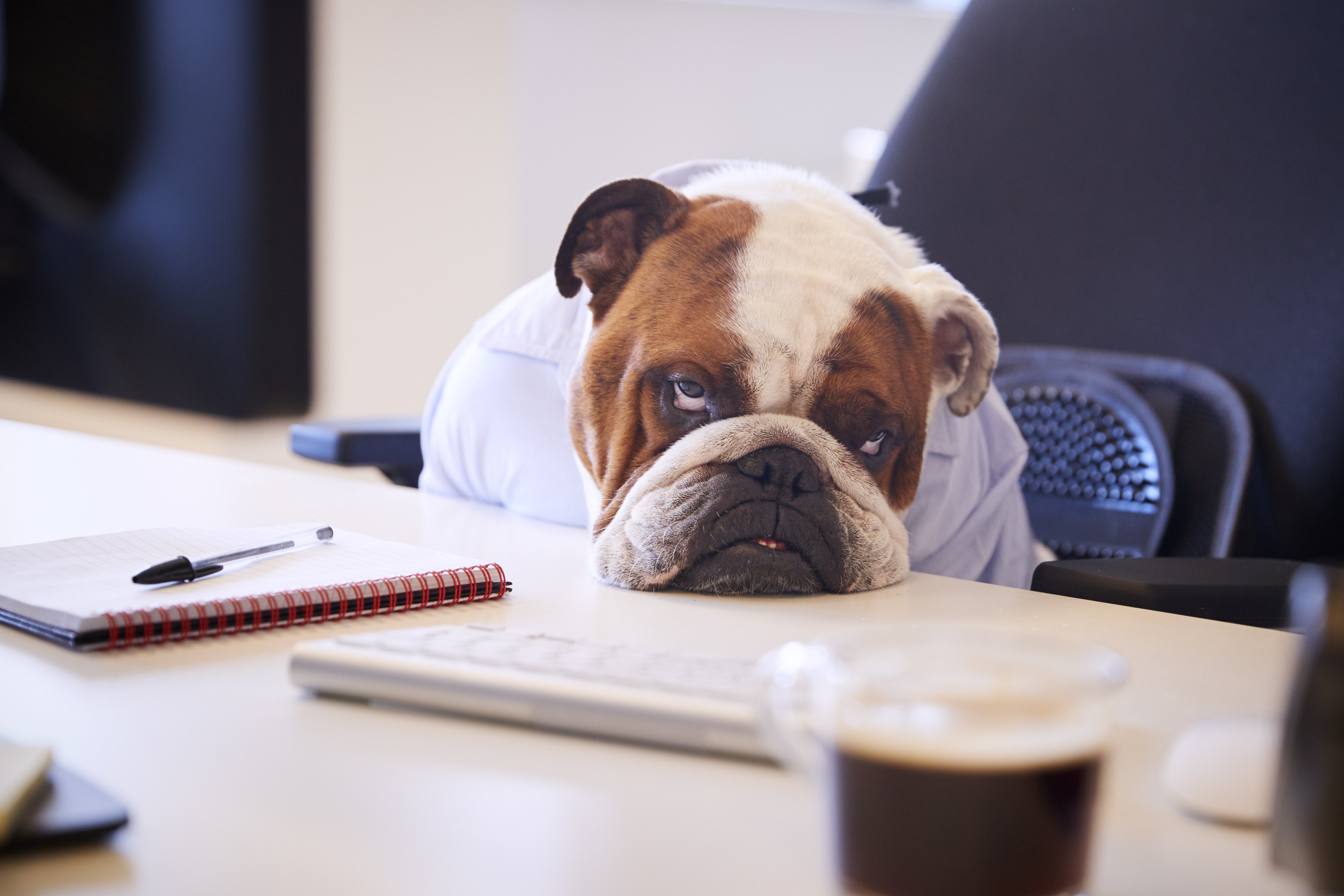 Включи скуки. Животные на работе. Собака за рабочим столом. Скучные картинки. Скука.